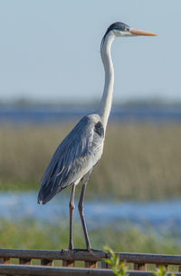 Gray heron perching on railing against sky