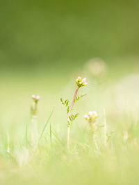 Close-up of plant growing on field. macrophoto