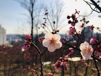 Close-up of cherry blossoms in spring