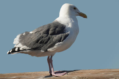 Seagull perching on wood against sky