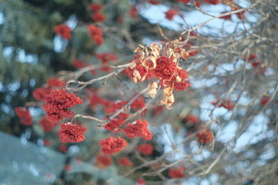 Close-up of red berries on tree