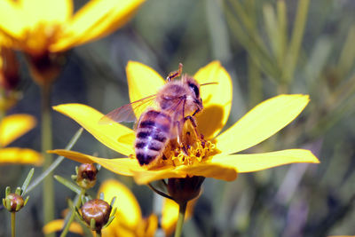 Close-up of butterfly pollinating on flower