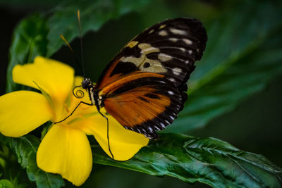 Close-up of butterfly pollinating on yellow flower