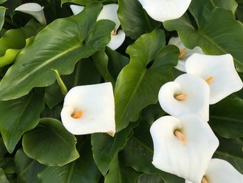 Close-up of white flower blooming outdoors