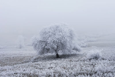 One tree covered with hoarfrost on a foggy winter field. winter landscape, natural.