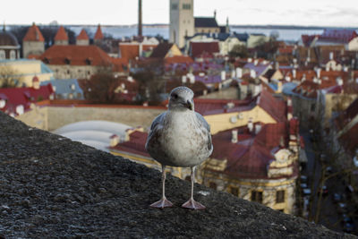 Close-up of seagull perching on retaining wall