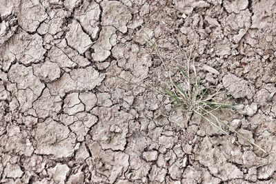 Close-up of cracked field