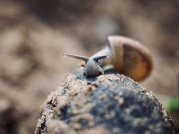 Close-up of snail on rock