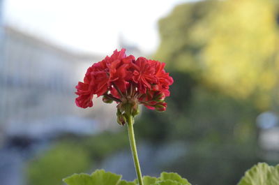 Close-up of red flowering plant