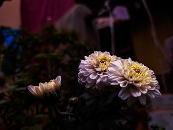 Close-up of daisy flowers