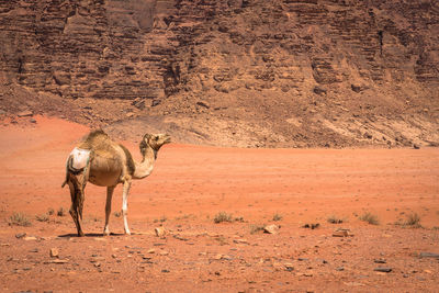 Horse standing in desert