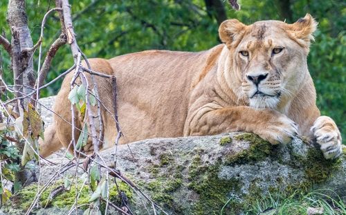 Cat resting on a tree