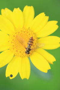 Close-up of bee pollinating on yellow flower