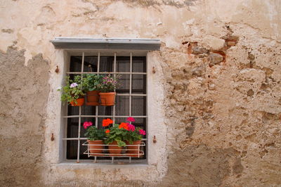 Potted plants outside house