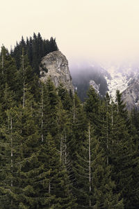 Pine trees in forest against sky