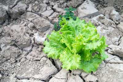 Close-up of vegetables on rock