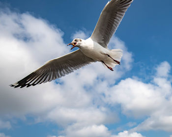 Low angle view of seagull flying in sky