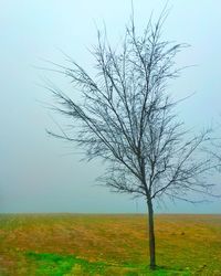 bare tree