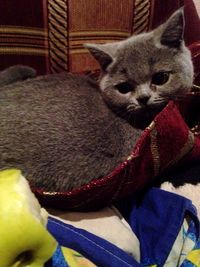 Close-up of cat resting