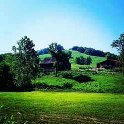 Trees on landscape against clear sky