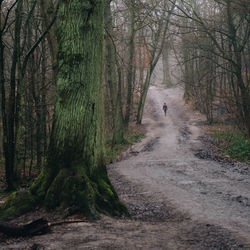 Road amidst trees in forest with human silhouet