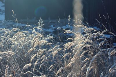 Close-up of frozen lake