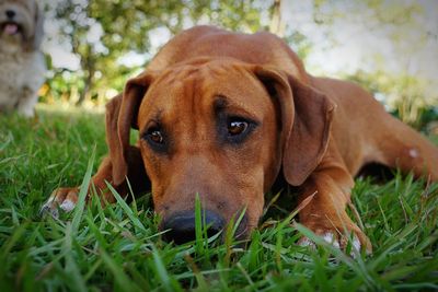 Close-up of dog lying on grassy field