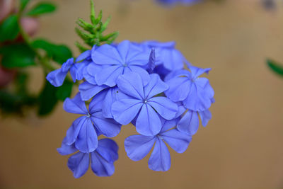 Close-up of purple flowering plant