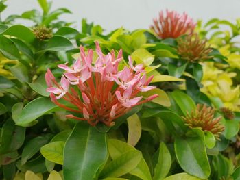 Close-up of pink flowering plants