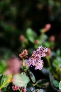 Close-up of flowers against blurred background