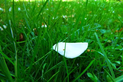 Close-up of white flower on field