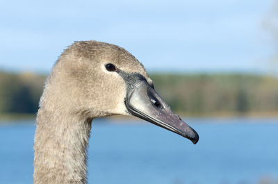 Close-up of swan