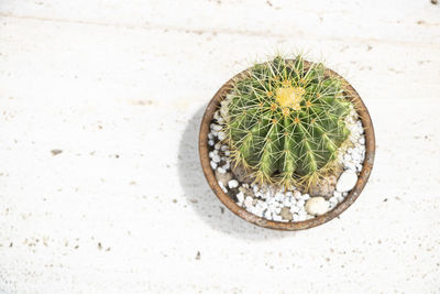 High angle view of potted cactus plant