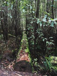 View of bamboo trees