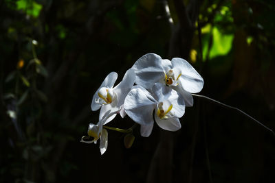 Close-up of white flowering plant