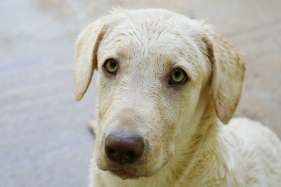 Close-up portrait of a dog