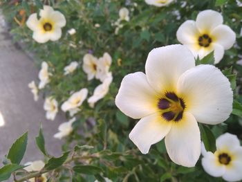 Close-up of white flowering plant