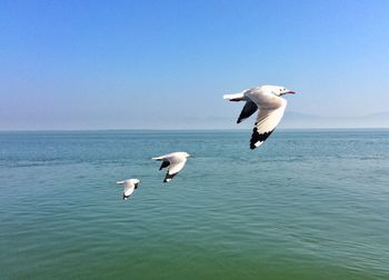 Seagull flying over sea against clear sky