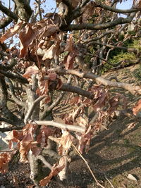 Close-up of tree in forest