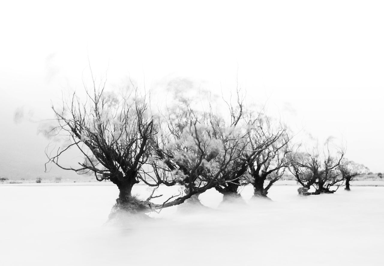 BARE TREE ON SNOW COVERED LAND