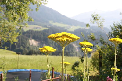 Yellow flowering plants on field against sky