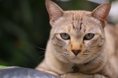 Close-up portrait of a cat