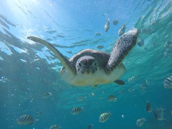 Turtle and fish swimming in sea water