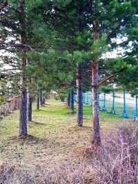 Trees on field in forest