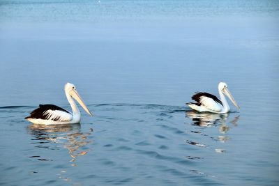 View of ducks swimming in lake