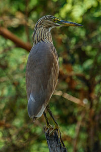 Close-up of bird perching on branch