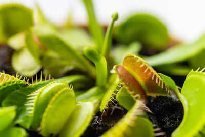 Close-up of fresh green plant