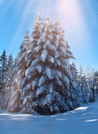 Snow covered pine tree against sky