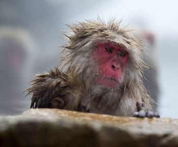 Close-up of monkey