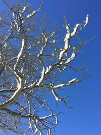 Low angle view of bare trees against clear blue sky